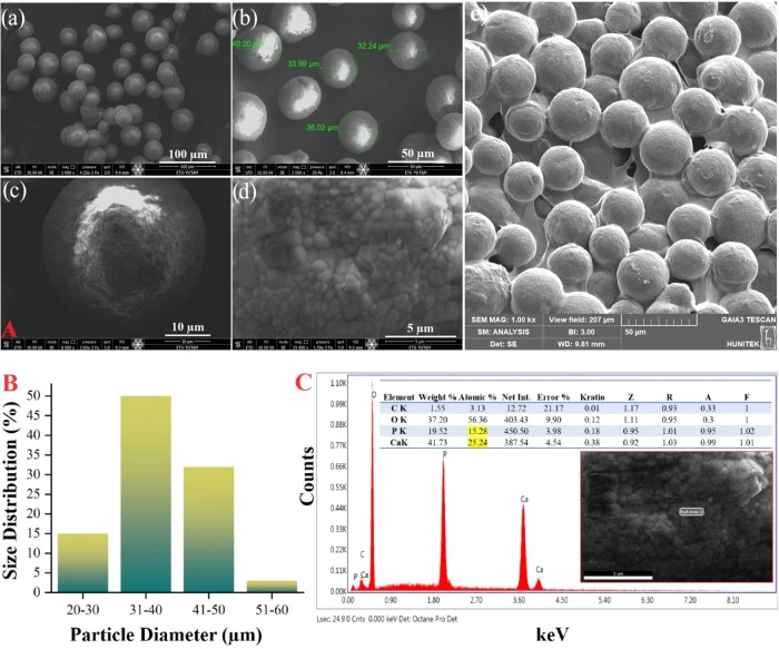 Original figure showing CaHA microsphere SEM images, particle size distribution, EDS analysis and CaHA/CMC gel morphology